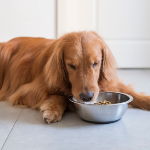 Golden retriever calmly eating kibble from a stainless-steel bowl indoors, lying on a light floor with a relaxed, gentle expression.